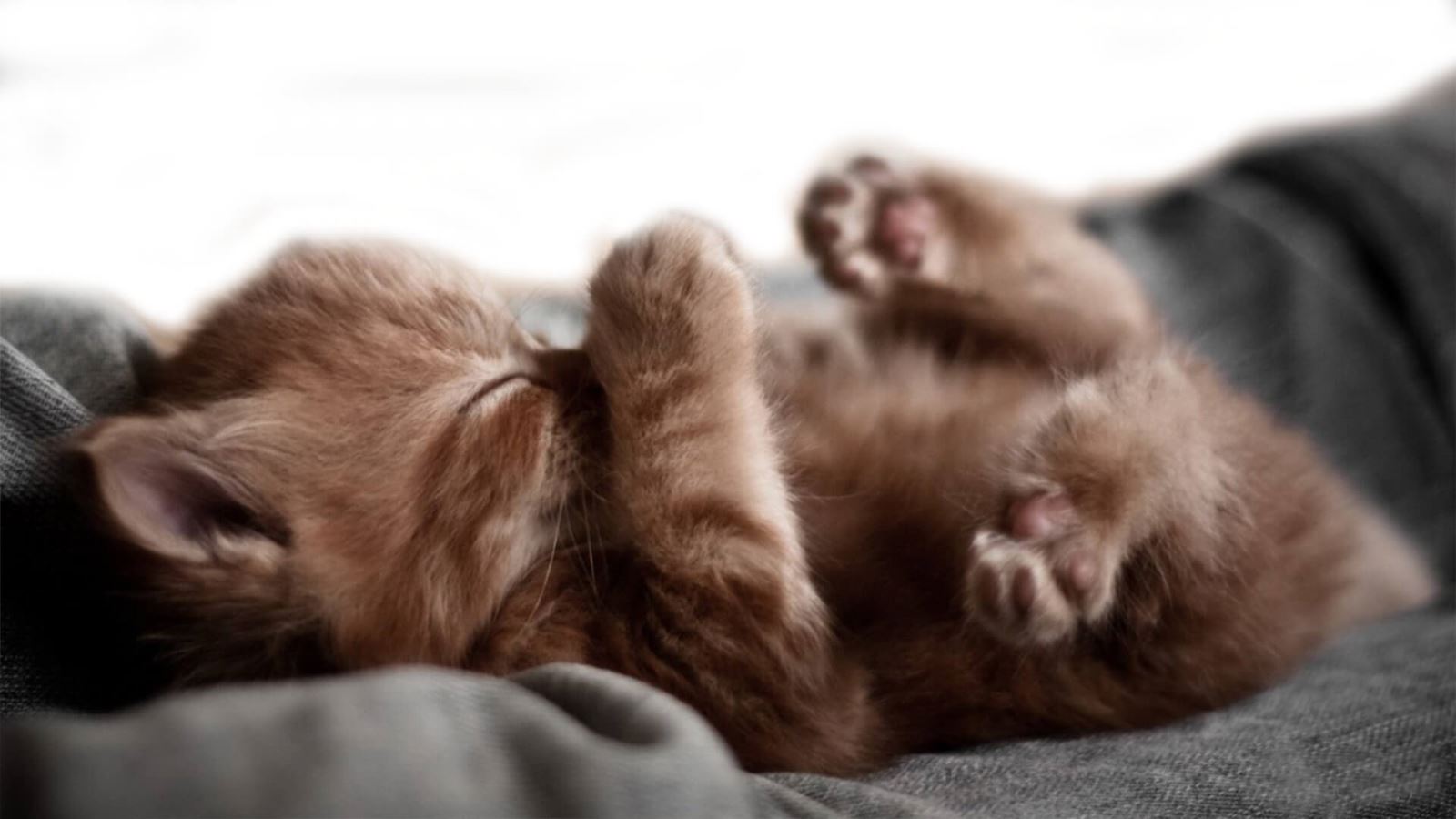 Коричневый котенок спит